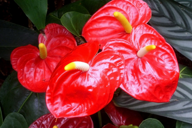 Где купить цветы в Солигорске