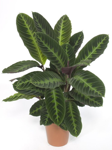 Где купить цветы в Солигорске