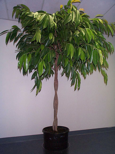 Где купить цветы в Солигорске