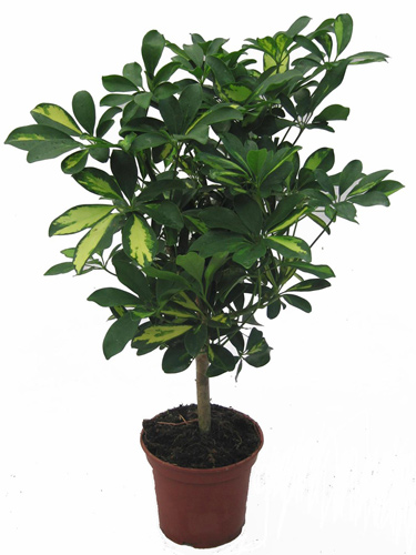 Где купить цветы в Солигорске