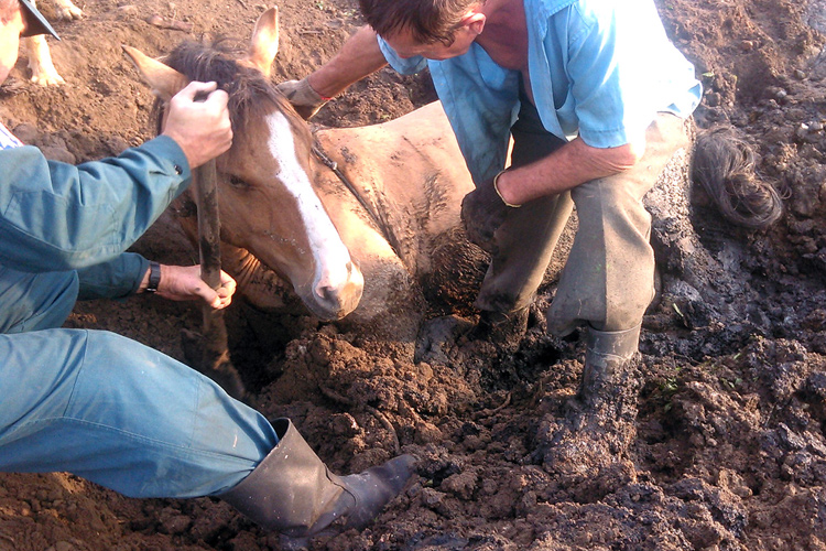 Спасение лошади, провалившейся под Землю
