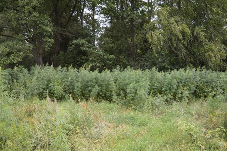 Уничтожение поля дикорастущей конопли