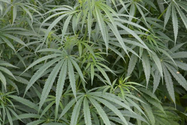 Уничтожение поля дикорастущей конопли