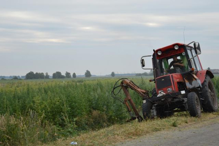 Уничтожение поля дикорастущей конопли