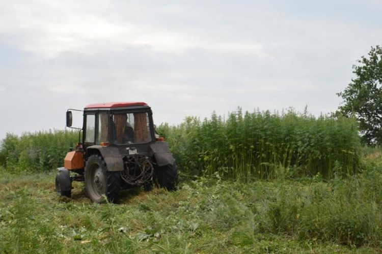 Уничтожение поля дикорастущей конопли