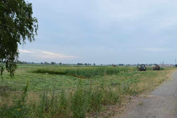 Уничтожение поля дикорастущей конопли