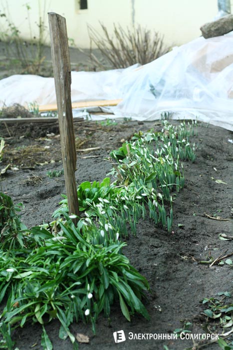 подснежники в Солигорске