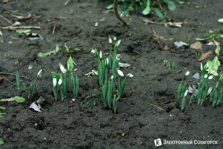 подснежники в Солигорске