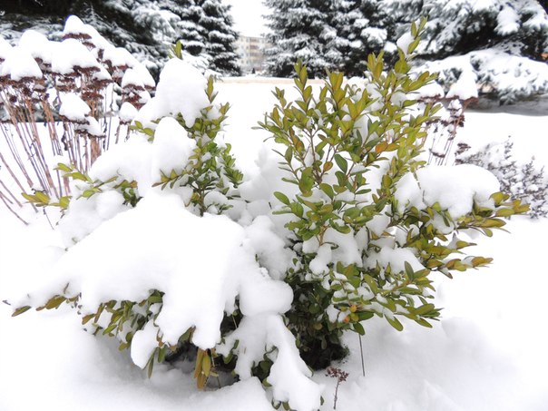 зима в Солигорске