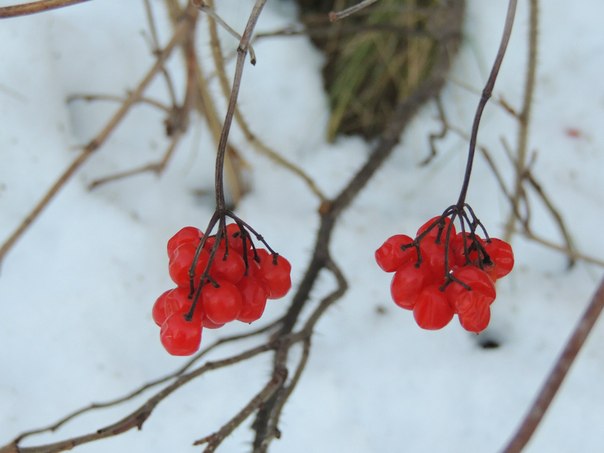 зима в Солигорске