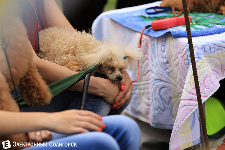 выставка собак в Солигорске