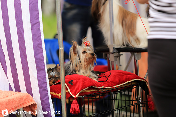 выставка собак в Солигорске
