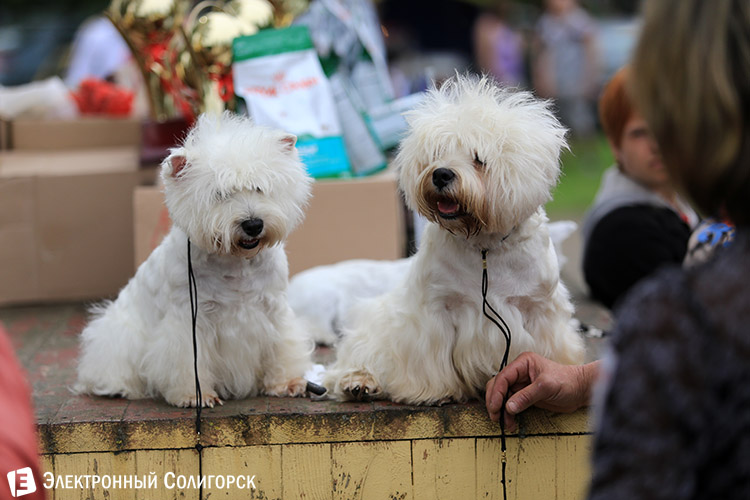 выставка собак в Солигорске