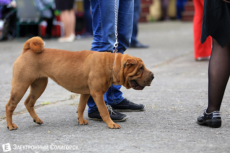 выставка собак в Солигорске