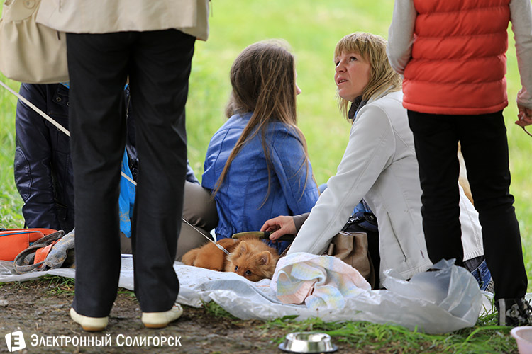 выставка собак в Солигорске