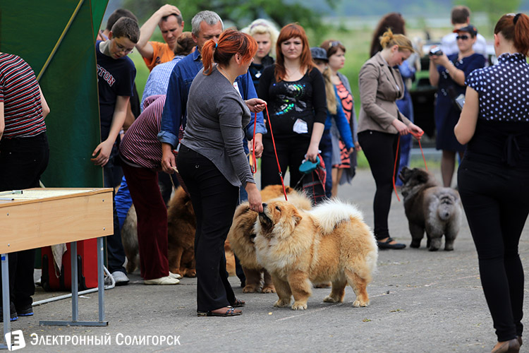 выставка собак в Солигорске