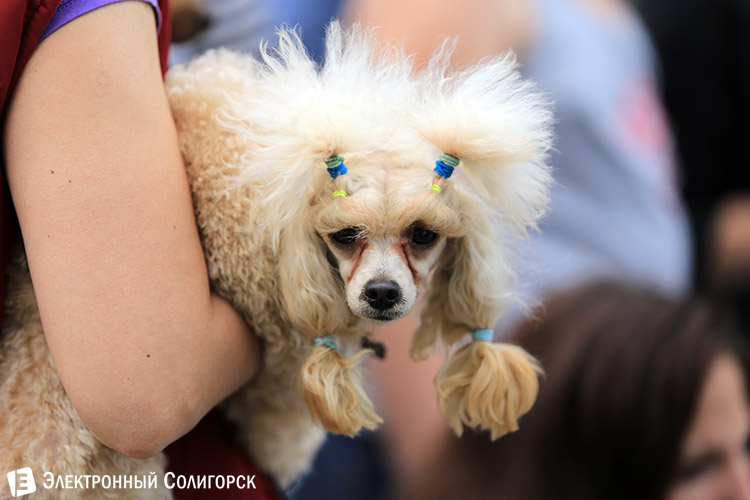 выставка собак в Солигорске