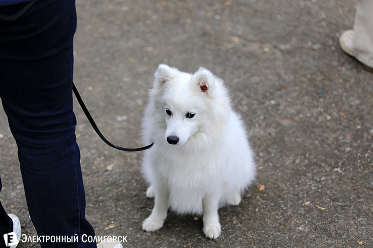 выставка собак в Солигорске