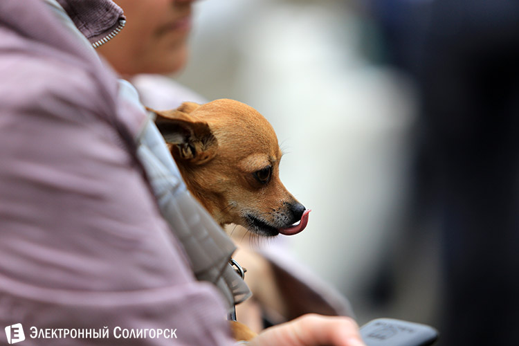 выставка собак в Солигорске