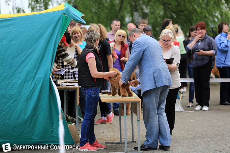 выставка собак в Солигорске