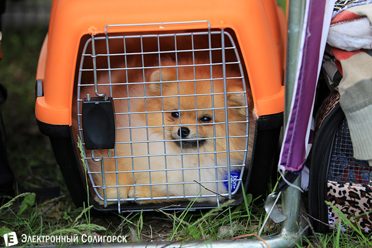 выставка собак в Солигорске