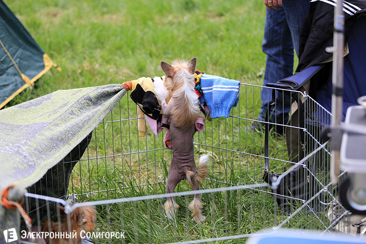 выставка собак в Солигорске