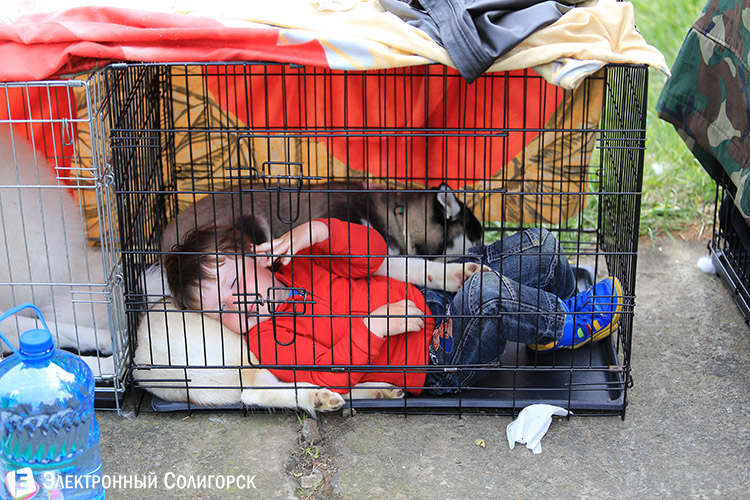 выставка собак в Солигорске