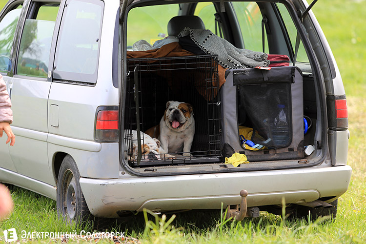 выставка собак в Солигорске