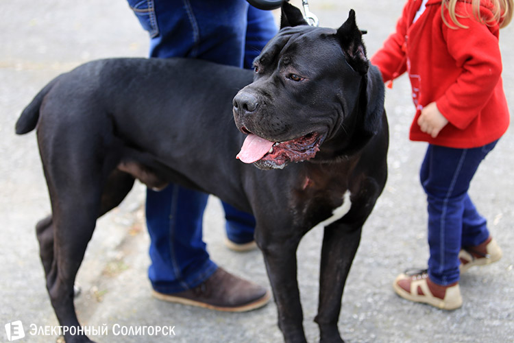 выставка собак в Солигорске