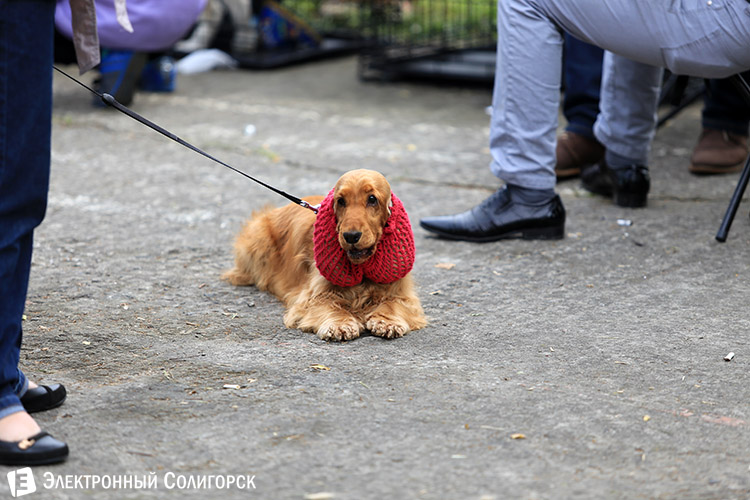 выставка собак в Солигорске
