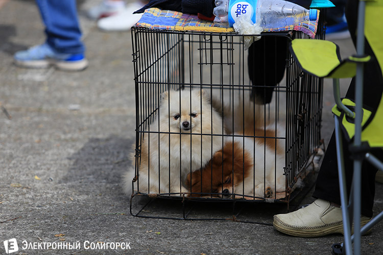 выставка собак в Солигорске