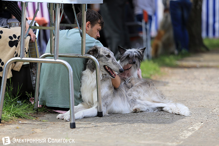 выставка собак в Солигорске