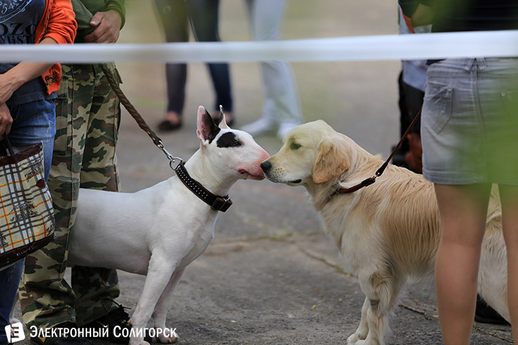 выставка собак в Солигорске