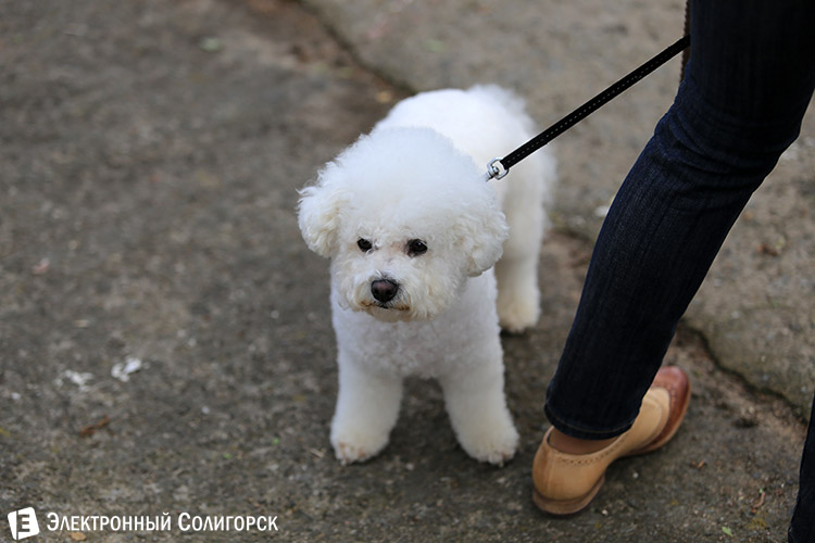 выставка собак в Солигорске
