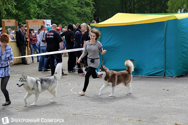 выставка собак в Солигорске