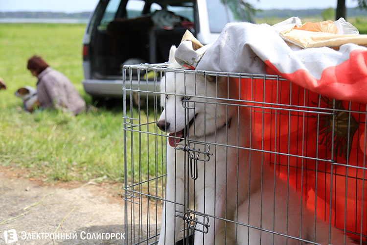 выставка собак в Солигорске