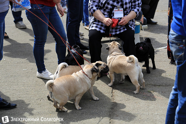выставка собак в Солигорске