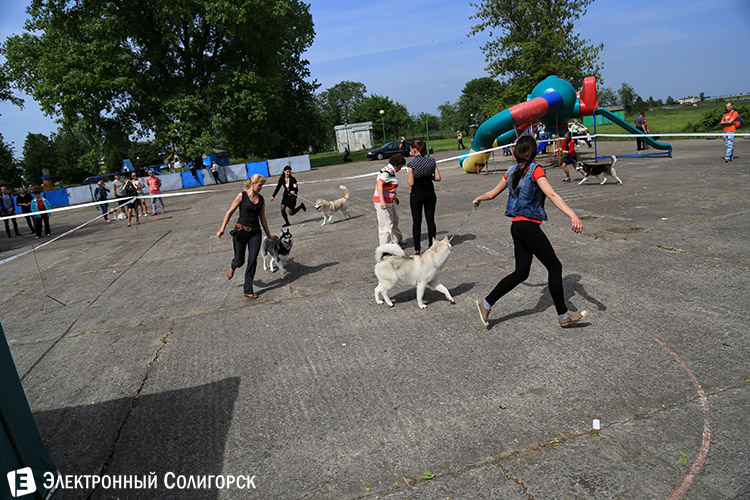 выставка собак в Солигорске