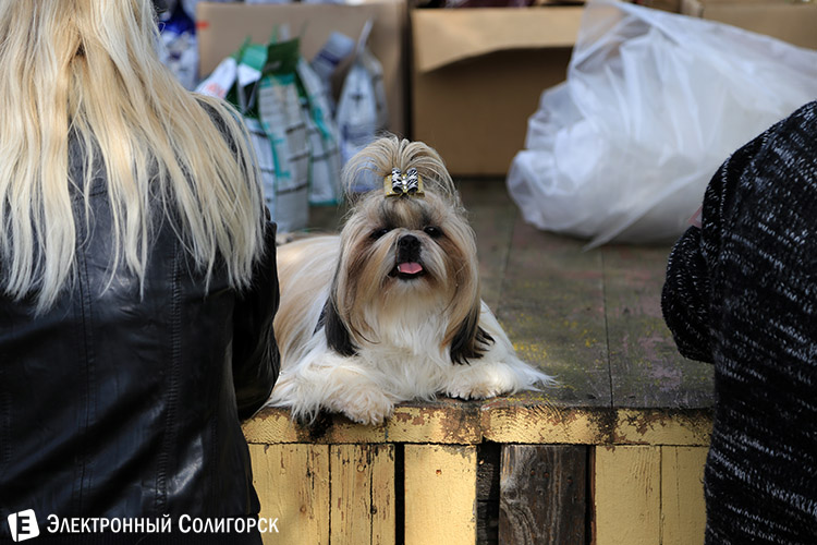 выставка собак в Солигорске