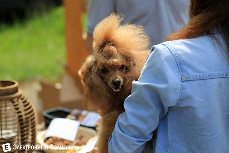 выставка собак в Солигорске