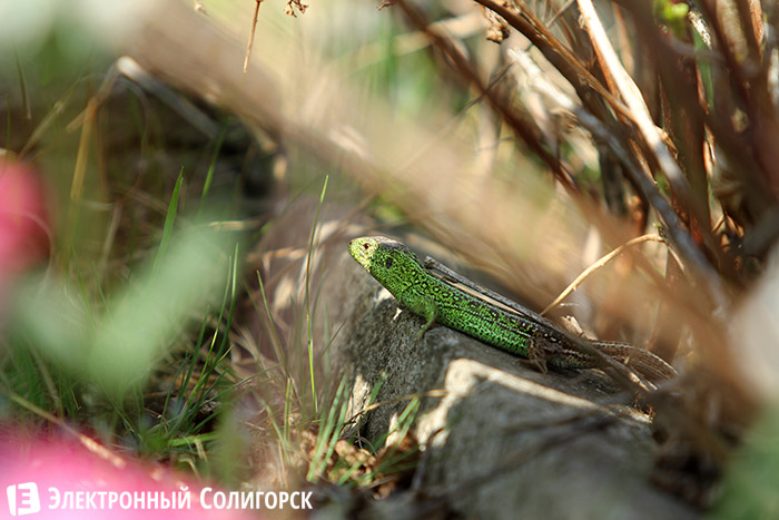 ящерицы в лесу