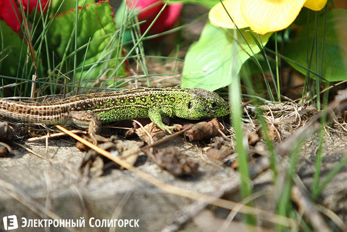 ящерицы в лесу