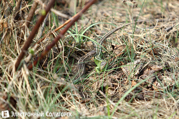 ящерицы в лесу