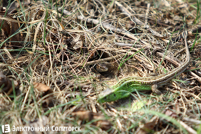 ящерицы в лесу