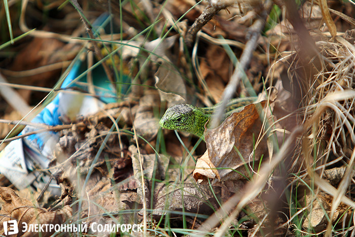 ящерицы в лесу