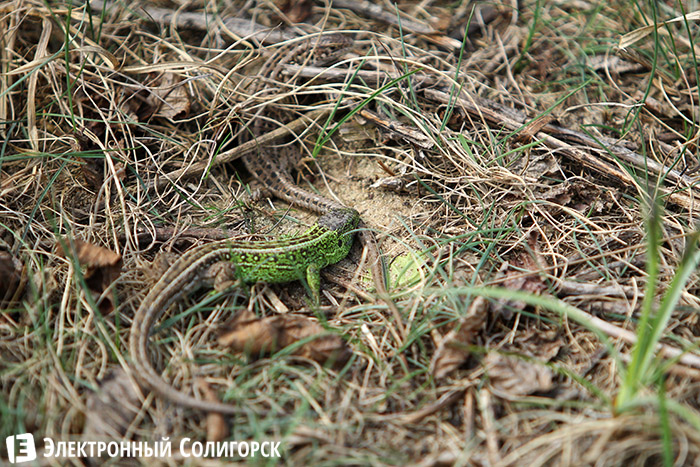 ящерицы в лесу