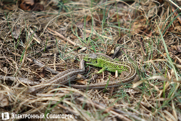 ящерицы в лесу