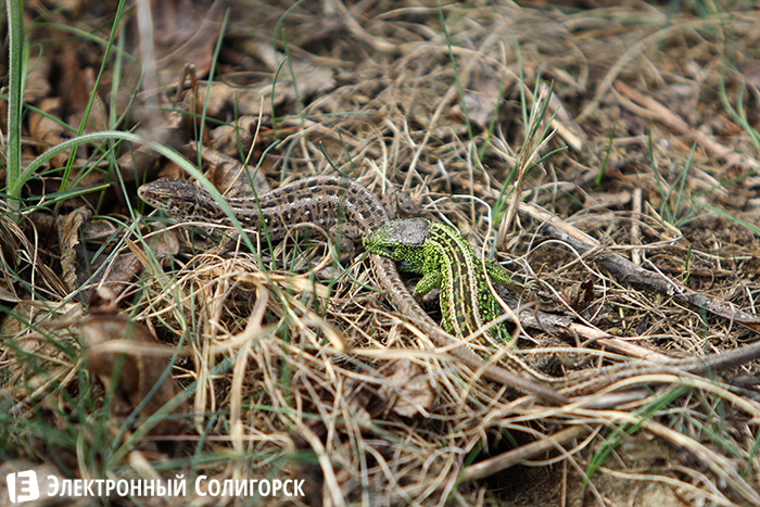 ящерицы в лесу