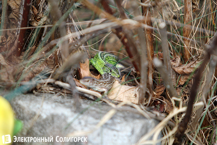 ящерицы в лесу
