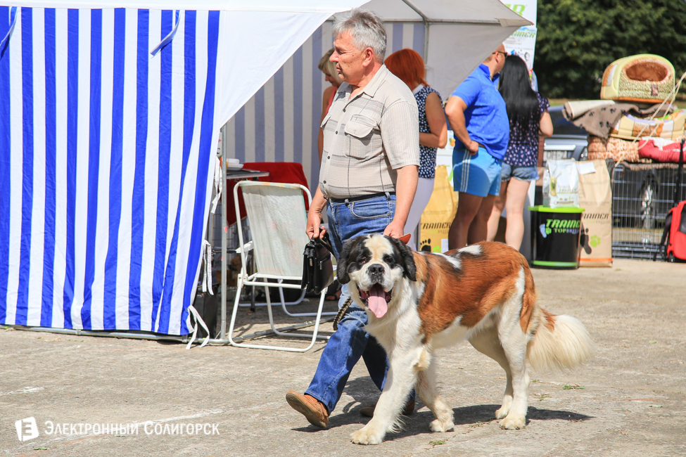 выставка собак в Солигорске